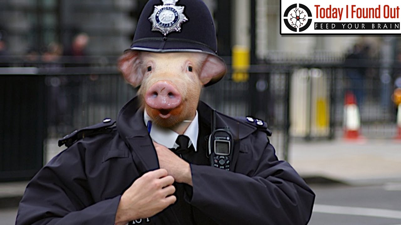 Erudition: Why Do People Sometimes Call Police Officers Pigs?