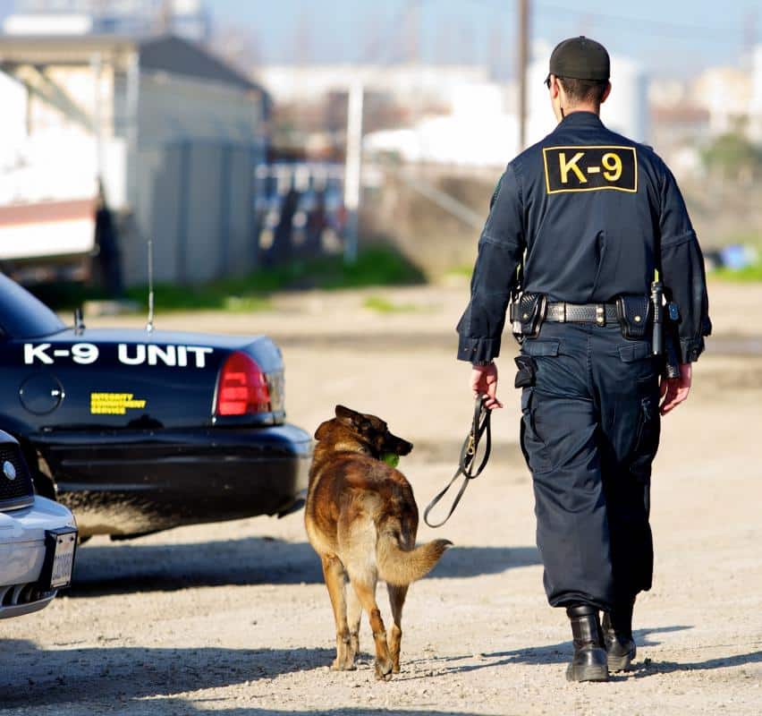 How do I Become a K9 Officer? (with pictures)