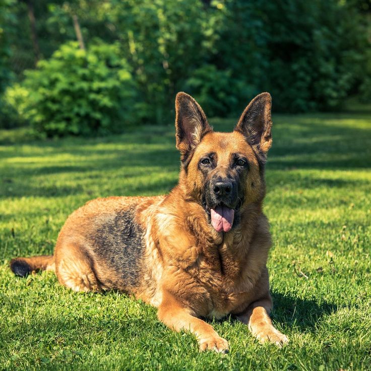How to Adopt Retired Police Dogs... http://flip.it/2Wug6l