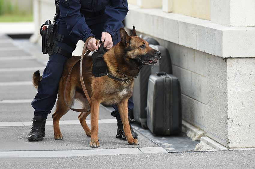 K9 Police Dog Facts