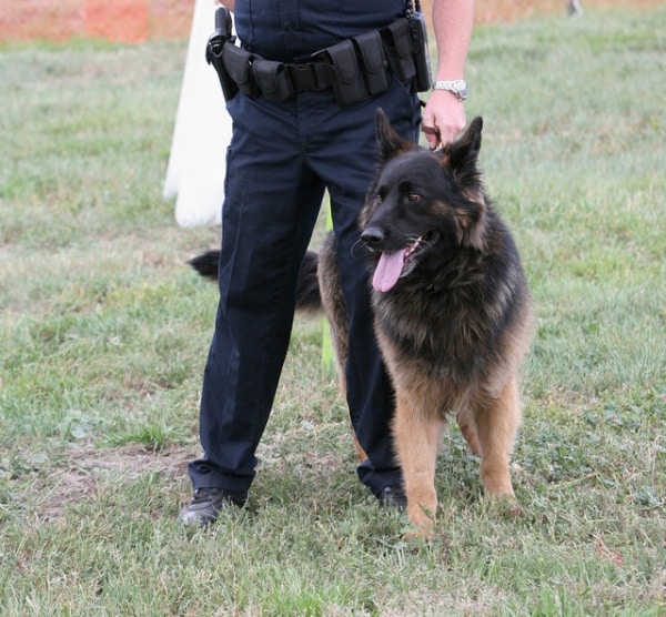 K9 Unit Police Dog Training in Indiana