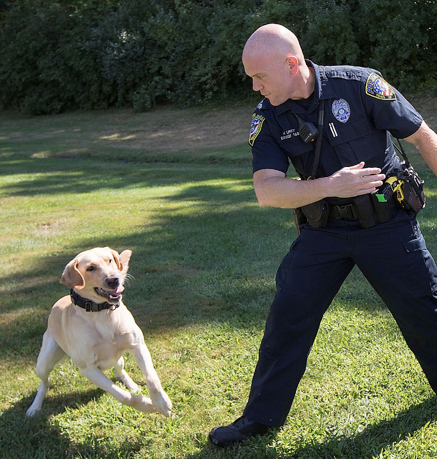 PHOTOS: Police dogs of the Meriden, Wallingford, Southington and Berlin ...