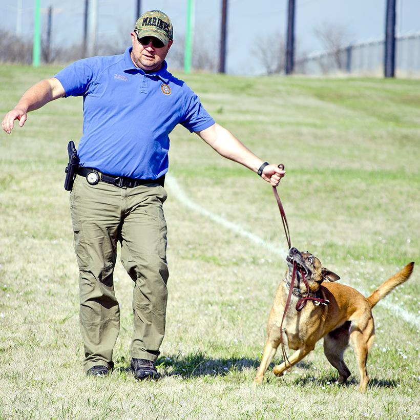 Police canines get certified in necessary skills  North Texas Daily