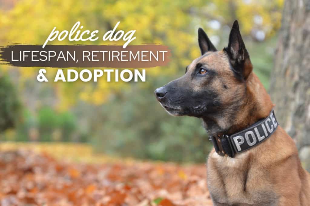 Police Dog Lifespan: How Long K9 Work, Live? Retirement &  Adoption ...