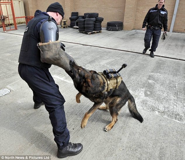 Police dogs fitted with cameras to record the moment they catch up with ...
