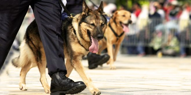 Retired Police Dogs Are Up For Adoption In Bengaluru
