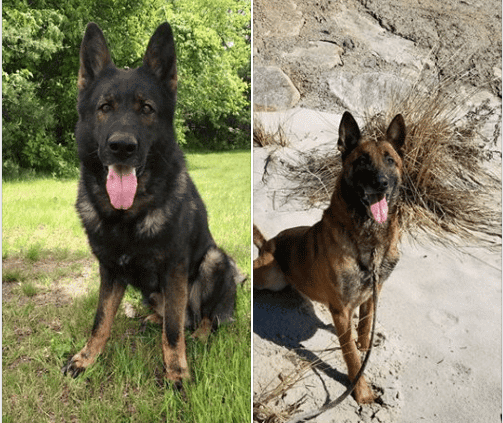 Two retired police dogs will soon be in need of loving forever homes ...